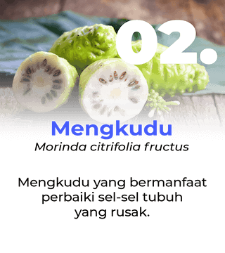 Slide Manfaat Ang Cang Lie Herbal Obat Kanker - Mengkudu